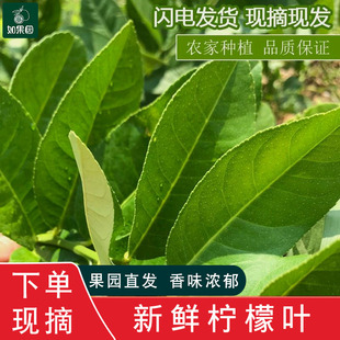 广东香水柠檬新鲜青叶泰国冬阴功汤料西餐火锅柠檬叶切丝鱼生调味