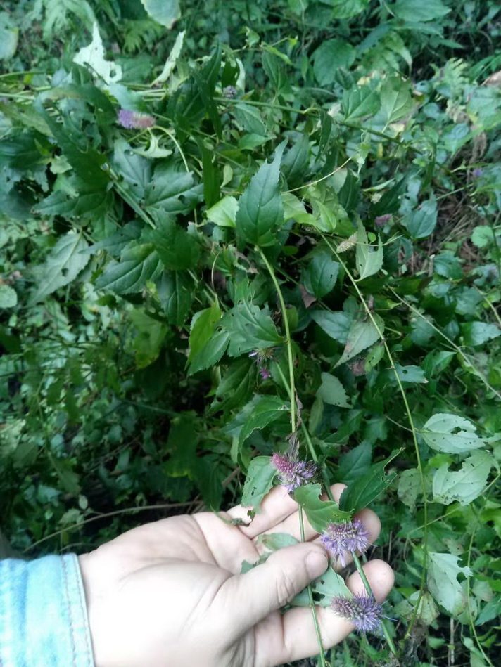新鲜腹水草 疔疮草 梅叶伸筋 爬红岩 仙桥草钓鱼杆野生中草药500g