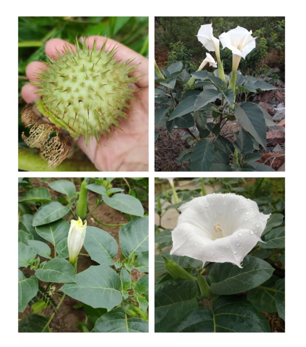 野生新鲜毛曼陀罗果实 毛曼陀罗根 毛曼陀罗茎叶拍下后现采现发