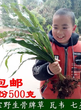 野生瓦韦七星草 大叶骨牌草七星剑 旋鸡尾 带根整株鲜品500克包邮