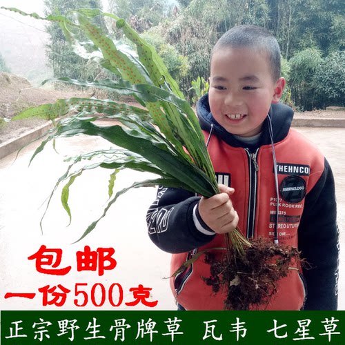 野生瓦韦七星草 大叶骨牌草七星剑 旋鸡尾 带根整株鲜品500克包邮