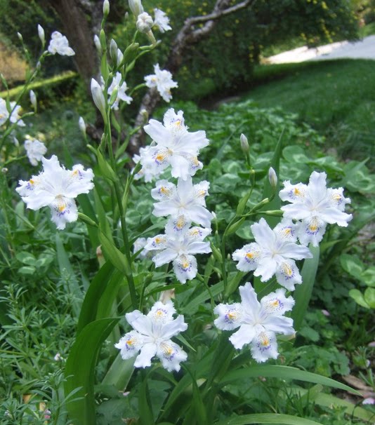 扁竹兰 日本鸢尾 蝴蝶花 白花射干四季常绿野生花卉 一份10株包邮