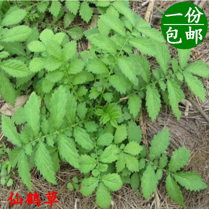 新鲜仙鹤草野生仙鹤草脱力草龙牙草子母草鲜货现采 500克包邮-封面