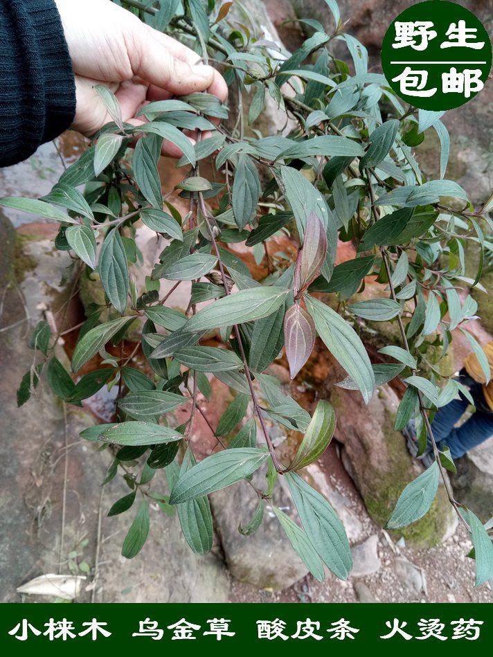 野生小梾木 乌金草 酸皮条 火烫药 水丝条 中草药 新鲜枝叶500g