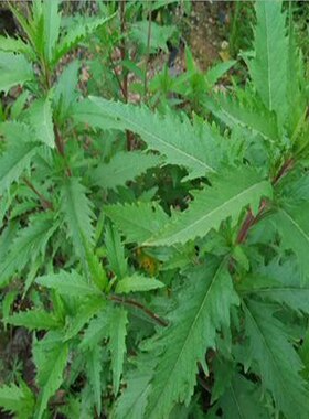 土荆芥 红泽蓝 天仙草 虱子草 野生中药材 现采整棵带根500克鲜品