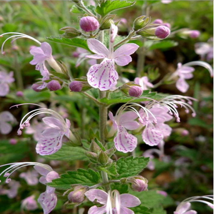 六月寒 三花莸 野荆芥 风寒草 带根全草野生中草药(鲜品500克)