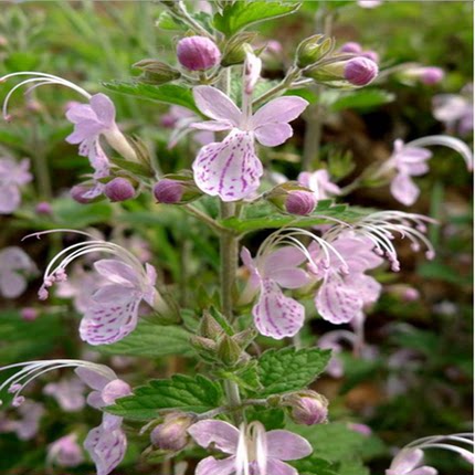 六月寒 三花莸 野荆芥 风寒草 带根全草野生中草药（鲜品500克）