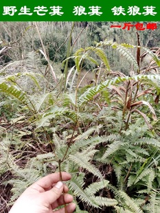 野生芒萁 狼萁 铁狼萁 竹萁草 野生中草药 鲜品500克 一份包邮