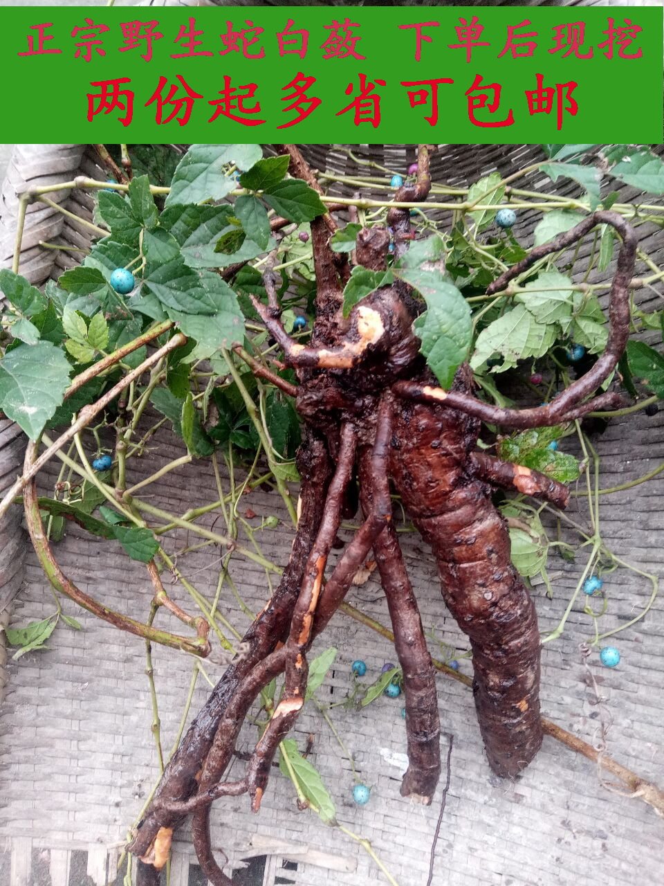 蛇葡萄 蛇白蔹 假葡萄 野葡萄 山葡萄 见毒消 新鲜根部野生中草药