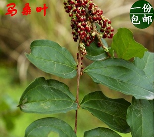 马桑叶 千年红 阿斯木 上天梯  野生中草药 鲜叶500克  多省包邮