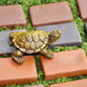 饰 黄缘龟造景砖头龟箱专用红陶土砖安缘饲养种植箱陆龟铺地垫材装