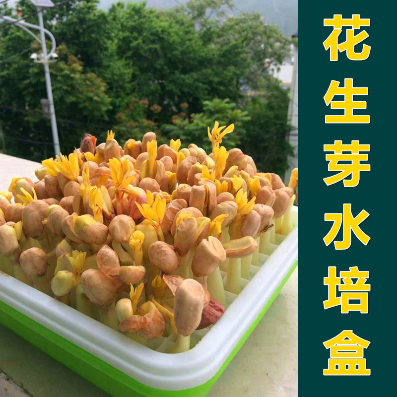 种花生芽发芽神器水培种植盒专用盘豆苗育苗盆种子籽家用豆芽菜罐