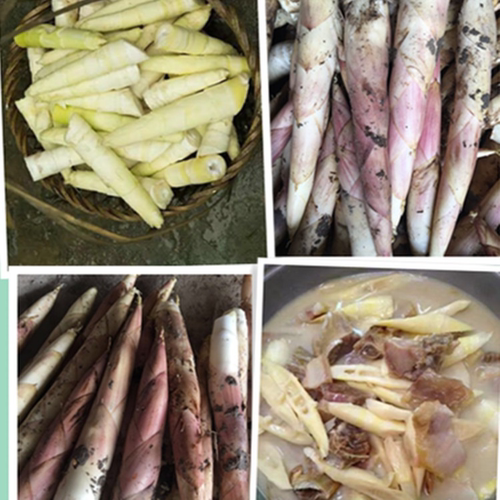 新鲜现挖临安天目山竹笋自然野生