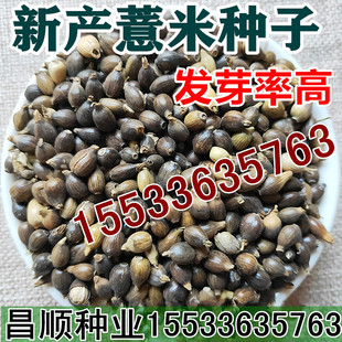 薏米种子 草珠子薏苡仁种子小薏米籽苡米薏仁米种子包邮