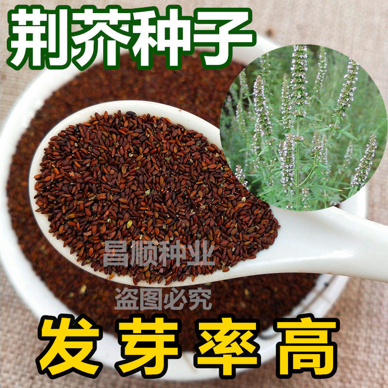 中药材高产荆芥种子包邮