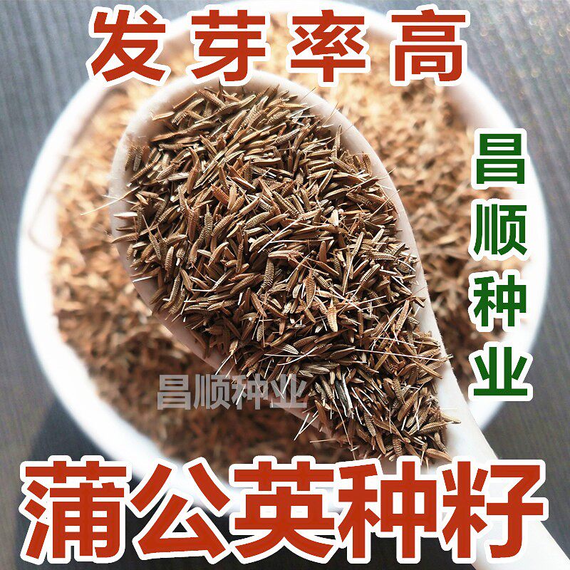 新产蒲公英种子籽野菜四季