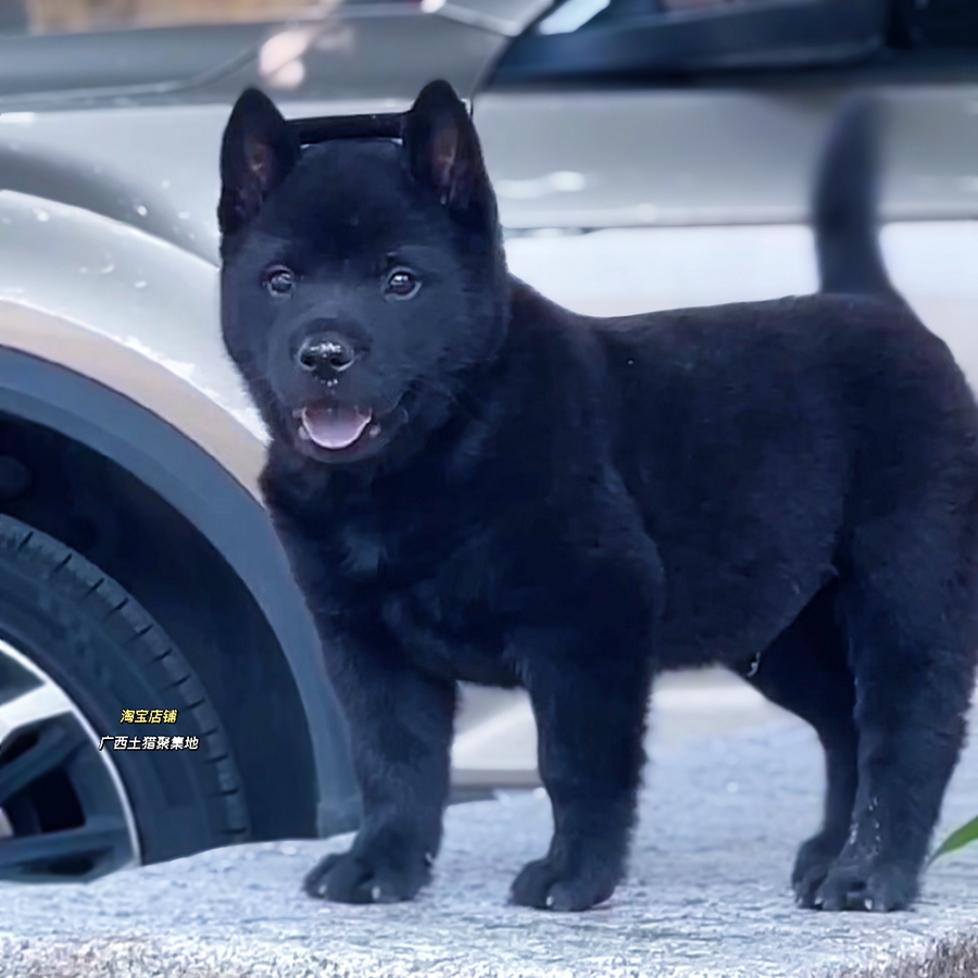 五黑犬宠物狗中型看家中华田园犬