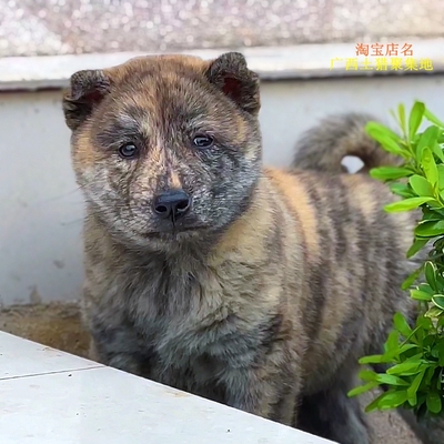 虎斑犬狗中型中华田园犬看家护院