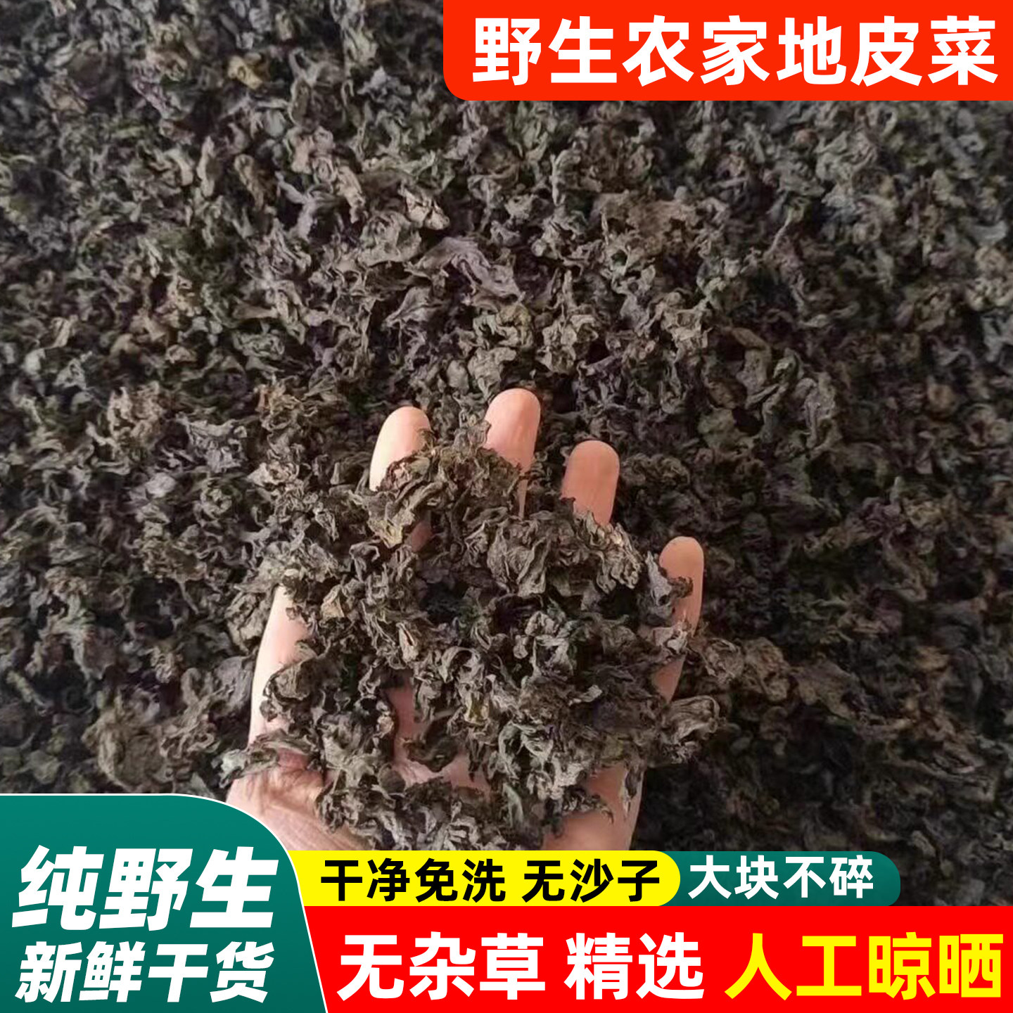 地软地皮菜野生免洗干货地衣菜新鲜农家地耳菜特产雷公菌包包子