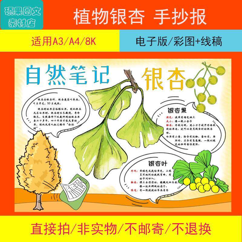 植物生长手抄报银杏自然笔记模板植物观察日记勾线线描小报