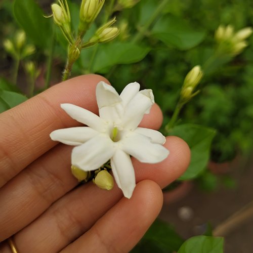 单瓣笔尖茉莉花室内外阳台庭院盆栽芳香浓郁花卉植物