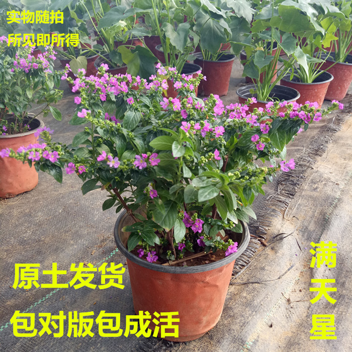 绿植漫天星阳台办公桌盆栽苗图片