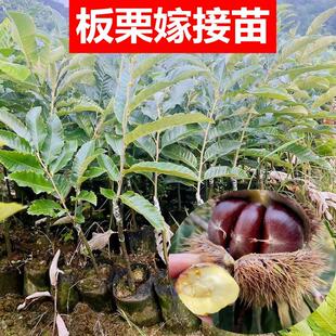 板栗苗树大红袍嫁接板栗树苗矮化盆栽庭院地栽栗子树南北方种植