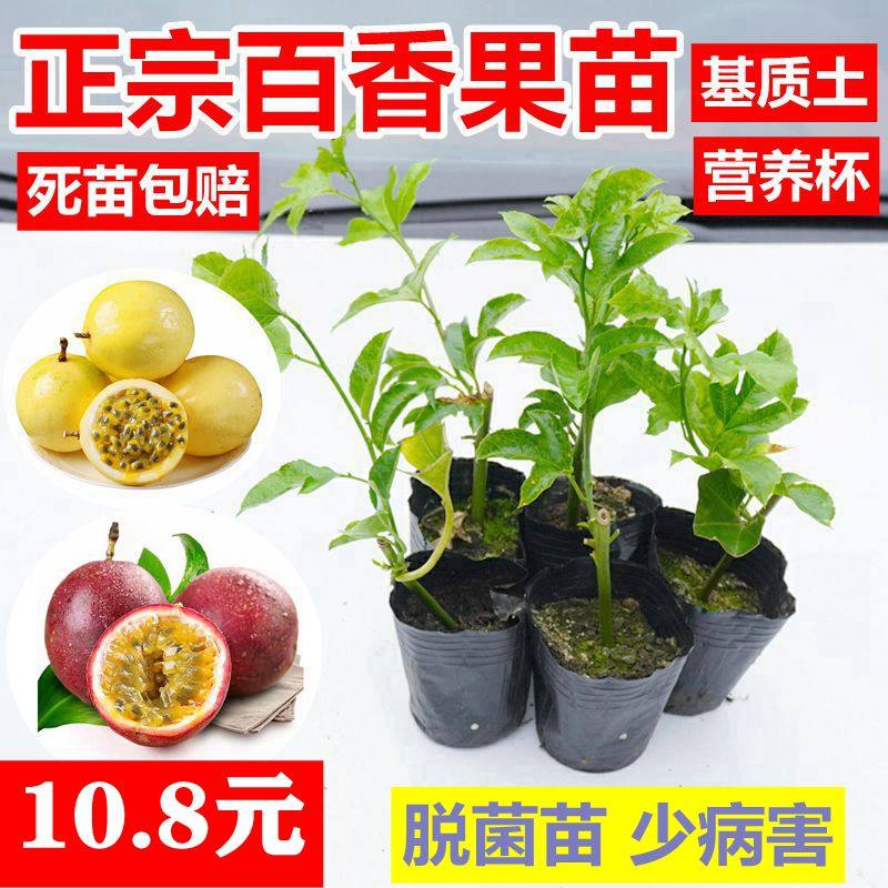 黄金百香果苗嫁接苗不断香蜜大苗图片