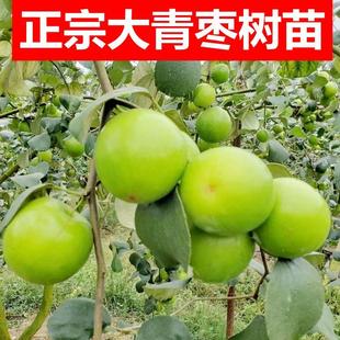 苹果大青枣果树苗台湾牛奶蜜丝枣嫁接苗脆甜特大盆栽庭院南方种植