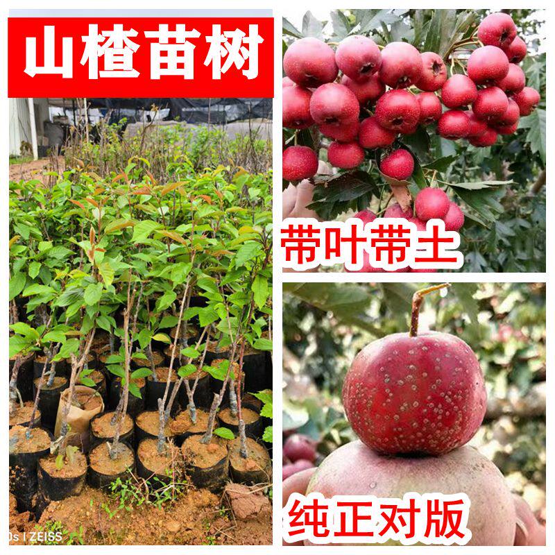 山楂苗树矮化甜红子大金星嫁接树苗南北种植庭院地栽盆栽带土发货