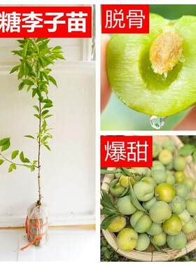 南北方种植脆甜青梅树苗