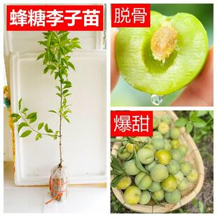 蜂糖李子苗正宗特早熟青李子银妃三华李脱骨脆甜嫁接李子果树苗