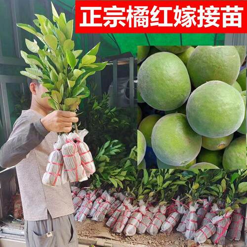 化州正宗嫁接青柚树苗南北方种植