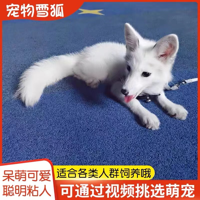 白狐幼崽