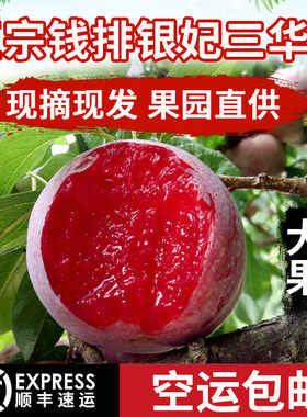现摘新鲜信宜钱排银妃三华李红心李子酸甜脆孕妇水果大果顺丰包邮
