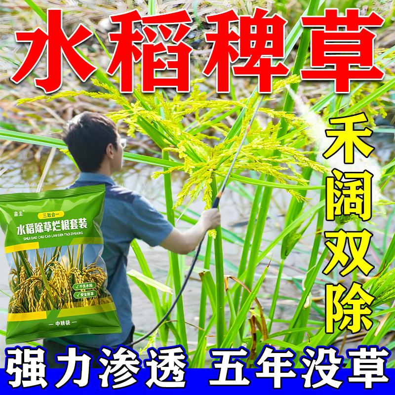 稗草千金子牛筋草水花生水稻直播