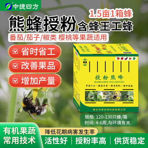 沃蜂熊蜂授粉番茄草莓蓝莓辣椒