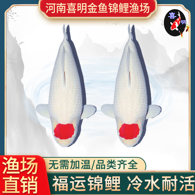 丹顶鸿运当头日本锦鲤招财锦鲤