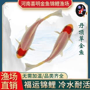 长尾丹顶草金鸿运当头草金鱼红草红白草丹顶草金鱼招财水族活体