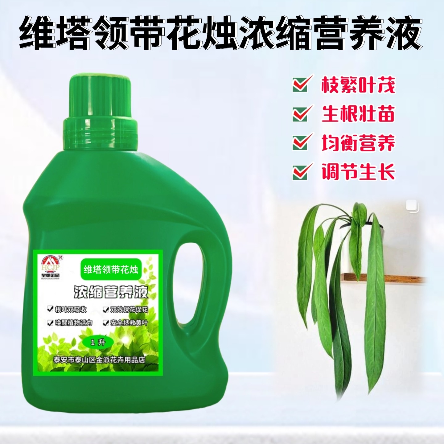 维塔领带花烛浓缩营养液