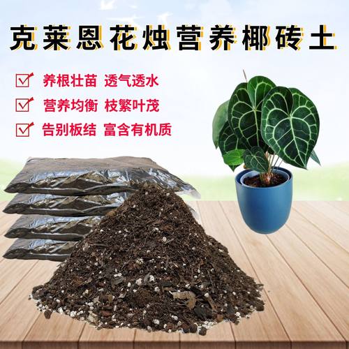 克莱恩花烛椰砖土种植土透气