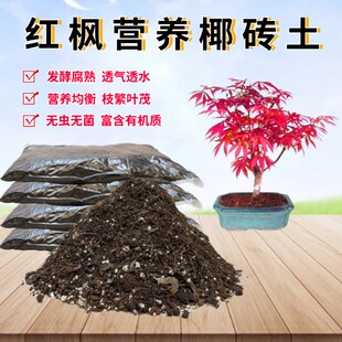 日本红枫红舞姬营养椰砖土室内盆景栽绿植专用育苗种植土疏松透气