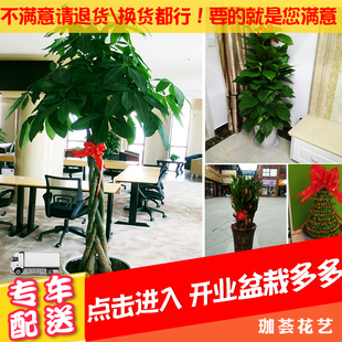 发财树绿萝金钱树盆栽开业乔迁植物花卉办公室内大型绿植上海苏州