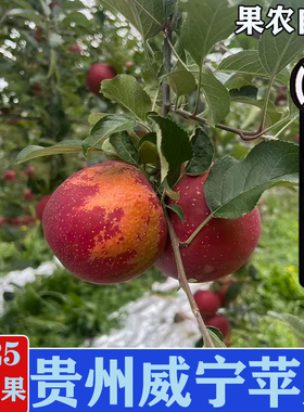 2025新鲜现摘贵州毕节威宁杨华苹果高山冰糖心丑苹果脆甜新鲜采摘