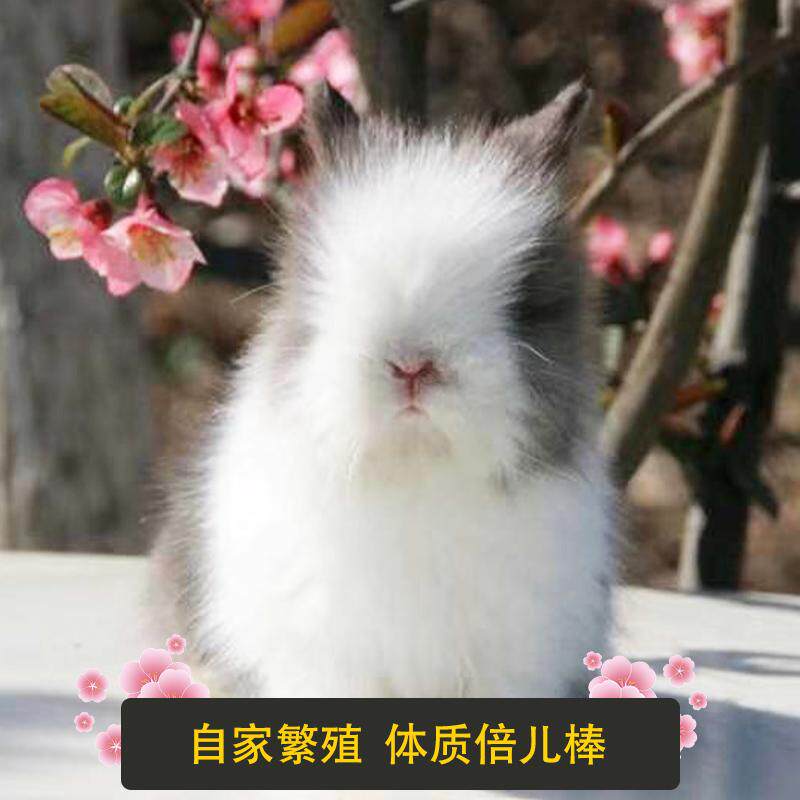 宠物兔子垂耳兔安哥拉盖脸猫猫兔长不大侏儒小型长毛小白兔活体