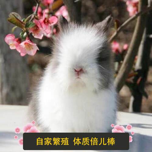 宠物兔子垂耳兔安哥拉盖脸猫猫兔长不大侏儒小型长毛小白兔活体