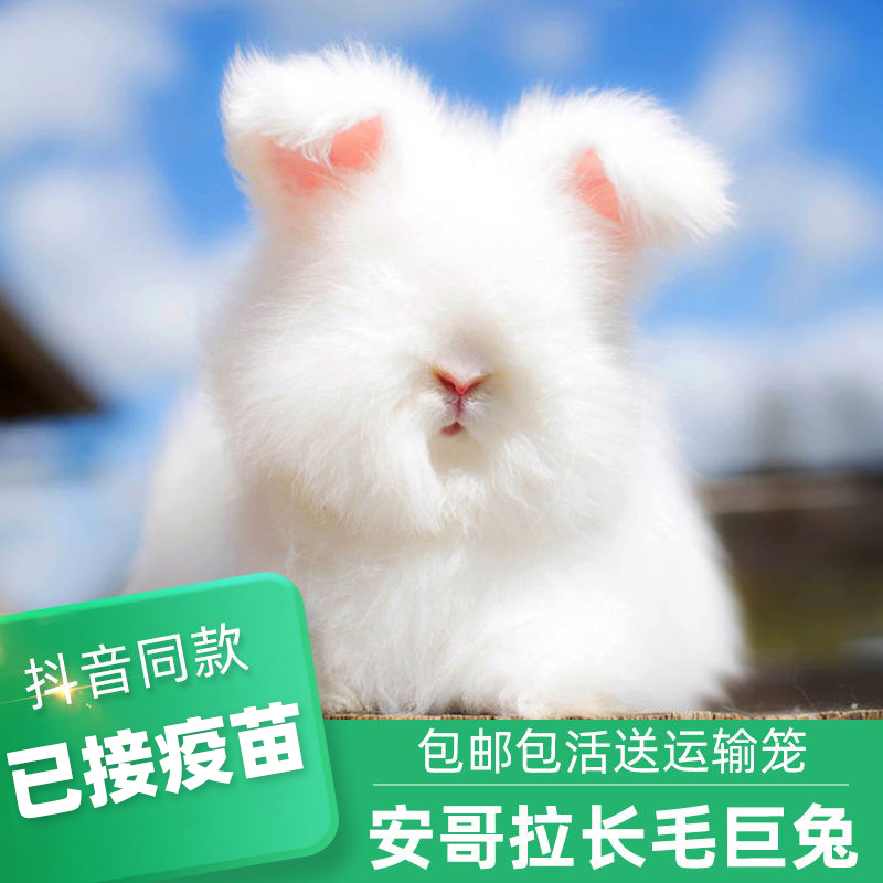 网红英国巨型安哥拉兔长毛宠物小白兔子活物垂耳兔