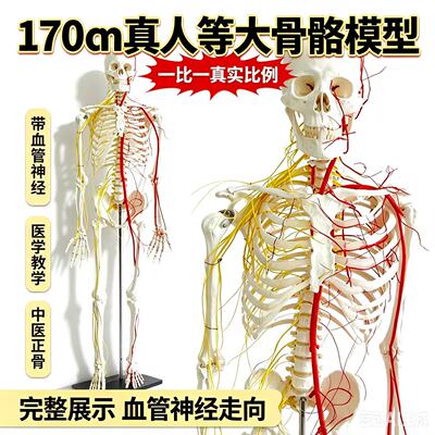 170cm人体骨骼模型带血管神经全身解剖中医正骨医学生教学教具