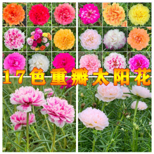 松叶牡丹价格 松叶牡丹图片 星期三