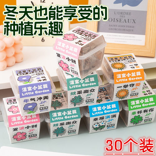 室内小学生苗盆景迷你植物